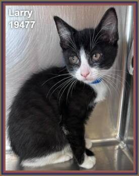LARRY (see also MOE and CURLY) -  Domestic Short Hair Cat Available for Adoption in Marietta, Georgia - LARRY (see Also MOE And CURLY) | PetCurious