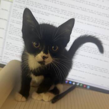Gumball -  Domestic Short Hair Cat for Adoption in Lakewood, California - Gumball | PetCurious