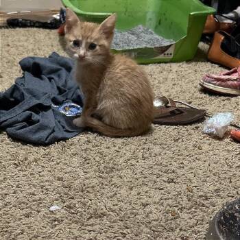 Domestic Short Hair Cats Available for Adoption in Wichita, Kansas - Taro | PetCurious