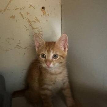 Punch -  Domestic Short Hair Cat for Adoption in Enterprise, Alabama - Punch | PetCurious