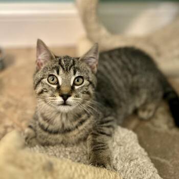 Domestic Short Hair Cats Available for Adoption - Tinsel | PetCurious