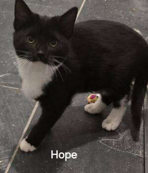 Domestic Short Hair Cats Available for Adoption - Hope | PetCurious