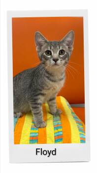 Floyd -  Domestic Short Hair Cat for Adoption in Caistor Centre, Ontario - Floyd | PetCurious