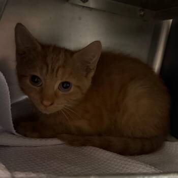 Digit -  Domestic Short Hair Cat for Adoption in Chicago, Illinois - Digit | PetCurious
