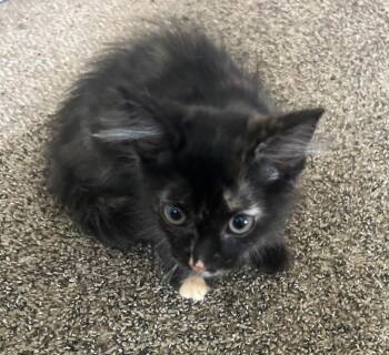 Pebbles -  Domestic Medium Hair Cat for Adoption in East Brunswick, New Jersey - Pebbles | PetCurious