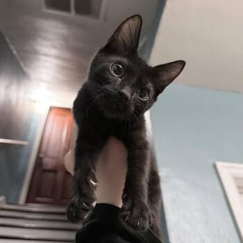 Cosmo -  Domestic Short Hair Cat for Adoption in Pocatello, Idaho - Cosmo | PetCurious