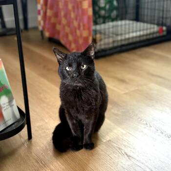 Riggs -  Domestic Short Hair Cat for Adoption in Los Angeles, California - Riggs | PetCurious