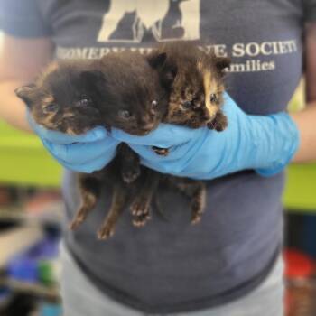 Domestic Short Hair Cats Available for Adoption in Montgomery, Alabama - Beanie | PetCurious