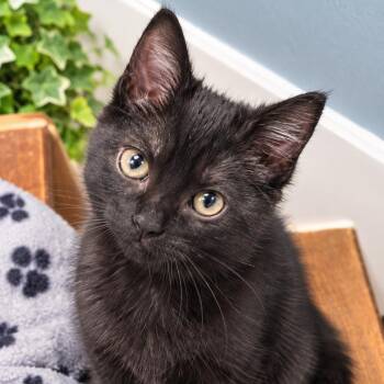 Sterling -  Domestic Medium Hair Cat for Adoption in League City, Texas - Sterling | PetCurious