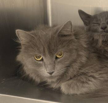 Bamba -  Domestic Medium Hair Cat for Adoption in Golden, Colorado - Bamba | PetCurious