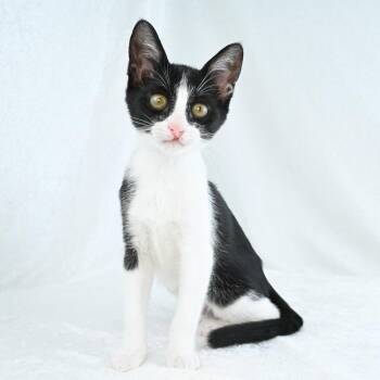 Shirley -  Domestic Short Hair Cat for Adoption in Mobile, Alabama - Shirley | PetCurious