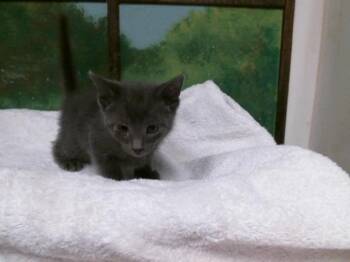 JIMBO -  Domestic Short Hair Cat for Adoption in Houston, Texas - JIMBO | PetCurious