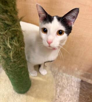 Domestic Short Hair Cats Available for Adoption in Waldorf, Maryland - INKY | PetCurious