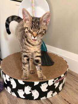 Rumchata (Rummy) -  Domestic Short Hair Cat for Adoption in Shakespeare, Ontario - Rumchata (Rummy) | PetCurious