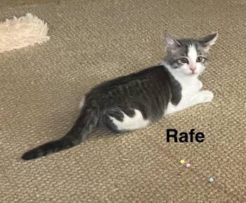 Rescue Domestic Short Hair Cats for Adoption in Menasha, Wisconsin - Rafe | PetCurious