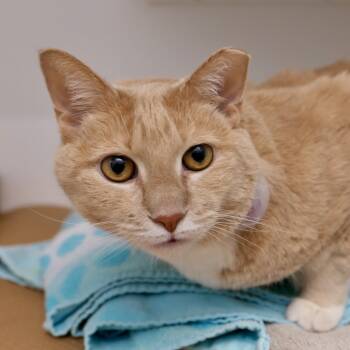 Rescue Domestic Short Hair Cats for Adoption in New York, New York - Serena | PetCurious