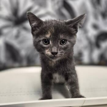 Strudel -  Domestic Medium Hair Cat for Adoption in Wahiawa, Hawaii - Strudel | PetCurious