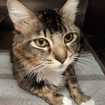Rolo -  Domestic Medium Hair Cat for Adoption in Spokane, Washington - Rolo | PetCurious