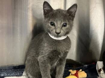 Domestic Short Hair Cats Available for Adoption in Tustin, California - PIZZAZZ | PetCurious