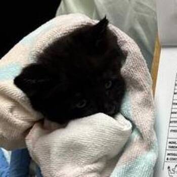 Leah -  Domestic Short Hair Cat for Adoption in Tempe, Arizona - Leah | PetCurious