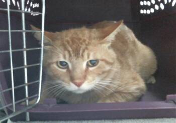 Domestic Short Hair Cats Available for Adoption in Houston, Texas - BIG RED | PetCurious