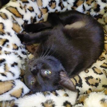 Domestic Short Hair Cats Available for Adoption in Gloucester, Virginia - Miss Flynn | PetCurious