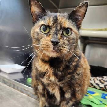 Belladonna -  Domestic Short Hair Cat for Adoption in Winthrop, Maine - Belladonna | PetCurious