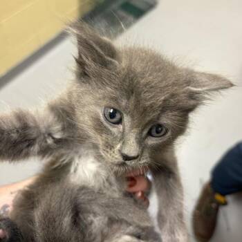 Billy -  Domestic Long Hair Cat for Adoption in Asheville, North Carolina - Billy | PetCurious