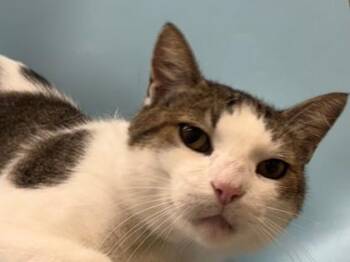 Lonnie -  Domestic Short Hair Cat for Adoption in Golden Valley, Minnesota - Lonnie | PetCurious