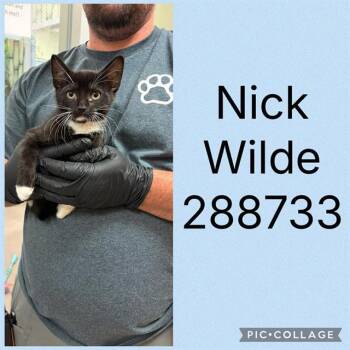 NICK WILDE -  Domestic Short Hair Cat Available for Adoption in Macon, Georgia - NICK WILDE | PetCurious