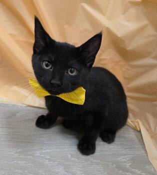 Domestic Short Hair and Bombay Cats Available for Adoption in Attalla, Alabama - Night | PetCurious