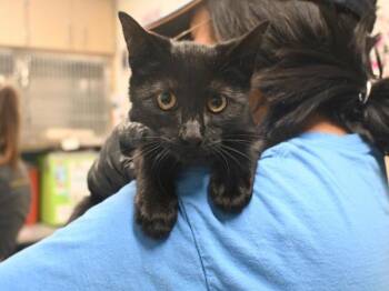 Bobby -  Domestic Short Hair Cat for Adoption in Portland, Oregon - Bobby | PetCurious
