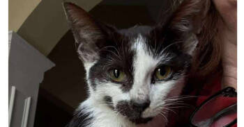 Rescue Domestic Short Hair Cats for Adoption in Warner Robins, Georgia - Skelly | PetCurious