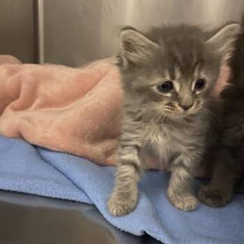 A Cabinet -  Domestic Long Hair Cat for Adoption in Spruce Pine, North Carolina - A Cabinet | PetCurious