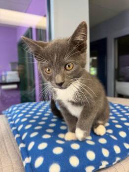 Domestic Short Hair Cats Available for Adoption in Lovingston, Virginia - Rainy | PetCurious