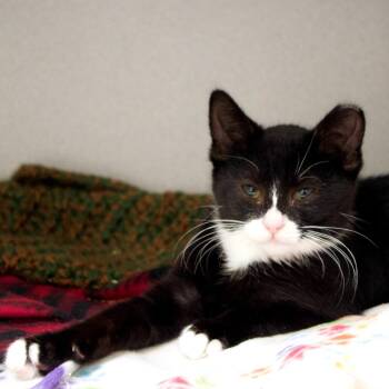 Miky -  Domestic Short Hair Cat for Adoption in Seattle, Washington - Miky | PetCurious