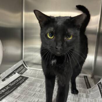 Carol -  Domestic Short Hair Cat for Adoption in Valdosta, Georgia - Carol | PetCurious