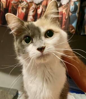 Domestic Short Hair Cats Available for Adoption in Port Washington, Wisconsin - Bella *BLIND CAT* | PetCurious