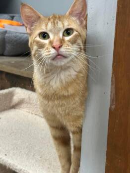 Evie -  Domestic Short Hair Cat for Adoption in Momence, Illinois - Evie | PetCurious