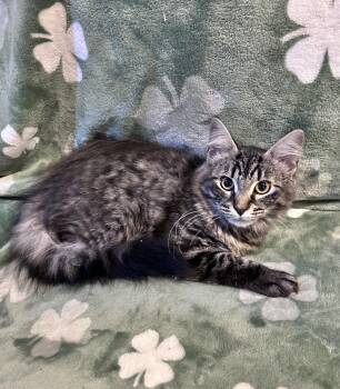 Mya -  Maine Coon and Domestic Long Hair Cat for Adoption in Allentown, New Jersey - Mya | PetCurious
