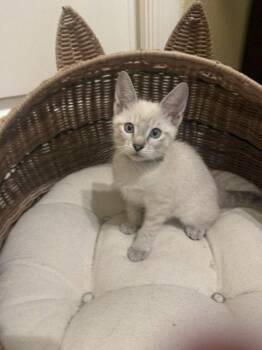 Koko (3576) -  Siamese Cat for Adoption in Zephyrhills, Florida - Koko (3576) | PetCurious