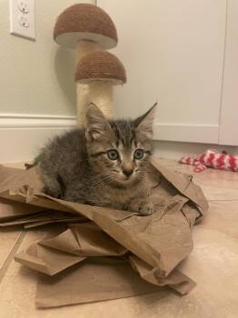 Chica (4581) -  Domestic Short Hair and Tabby Cat for Adoption in Zephyrhills, Florida - Chica (4581) | PetCurious