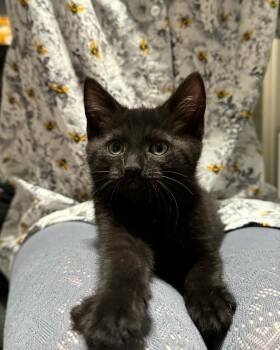 Domestic Short Hair Cats Available for Adoption - Dewey | PetCurious