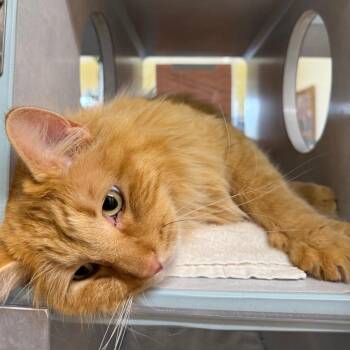 Domestic Long Hair Cats Available for Adoption - Creamsicle | PetCurious