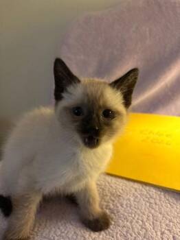 Domestic Short Hair Cats Available for Adoption - Chloe | PetCurious