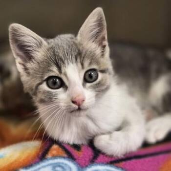 Domestic Medium Hair Cats Available for Adoption in Sacramento, California - Benny | PetCurious