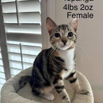 Topanga -  Domestic Short Hair Cat for Adoption in Buellton, California - Topanga | PetCurious