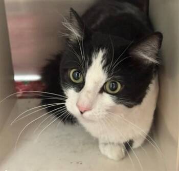 MEEKO -  Domestic Short Hair Cat for Adoption in Anchorage, Alaska - MEEKO | PetCurious
