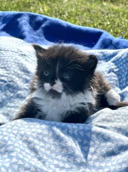 American Curl Cats Available for Adoption in Richmond, Kentucky - Lemon Drop | PetCurious