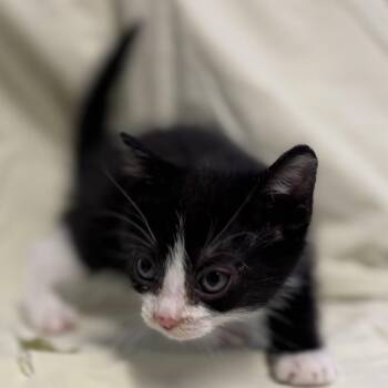 ATLAS -  Domestic Short Hair Cat Available for Adoption in Richmond, California - ATLAS | PetCurious